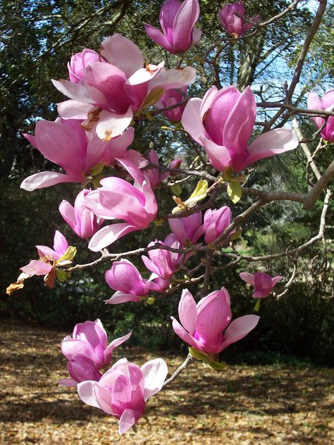 Ella Aesthetic, Japanese Magnolia Tree, Tulip Magnolia, Japanese Magnolia, Water Therapy, Magnolia Branch, Magnolia Tree, Japanese Water, Free Online Jigsaw Puzzles