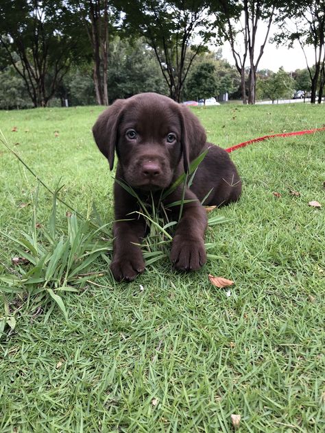 Brown Lab Puppies, Chocolate Brown Labrador, Chocolate Lab Puppy Aesthetic, Brown Lab Puppy, Brown Labrador Puppy, Choc Lab, Brown Lab, Chocolate Lab Puppy, Labrador Puppy Chocolate