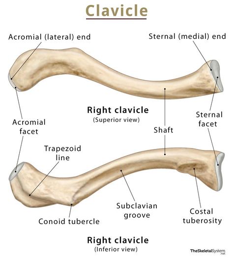 Clavicle Bone, Upper Limb Anatomy, Bone Drawing, Anatomy Bones, Medical Photography, Basic Anatomy And Physiology, Human Body Anatomy, Muscle Anatomy, Medical School Studying