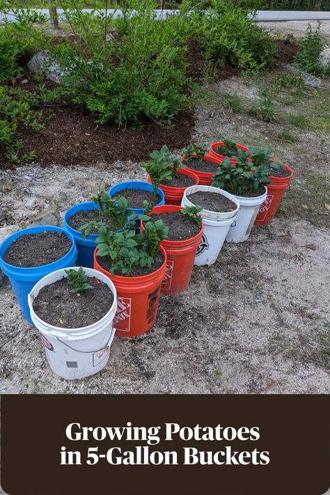 This is a super cheap and easy way to grow potatoes! Grow Potatoes In A Bucket, Grow Potatoes, 5 Gallon Buckets, Growing Potatoes, Buckets, How To Grow, Vegetable Garden, Pantry, To Grow