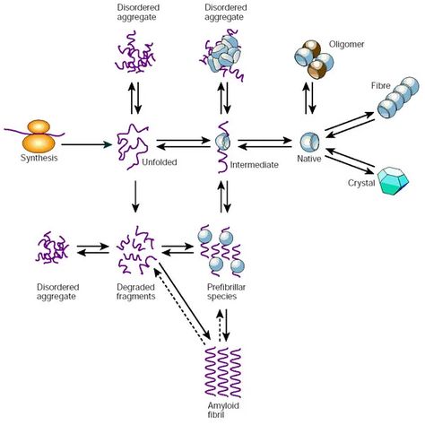 Cellular Biology, Protein Folding, Medical Poster, Structural Model, Biology Classroom, Genetic Variation, Medical Posters, Nucleic Acid, Chemical Structure