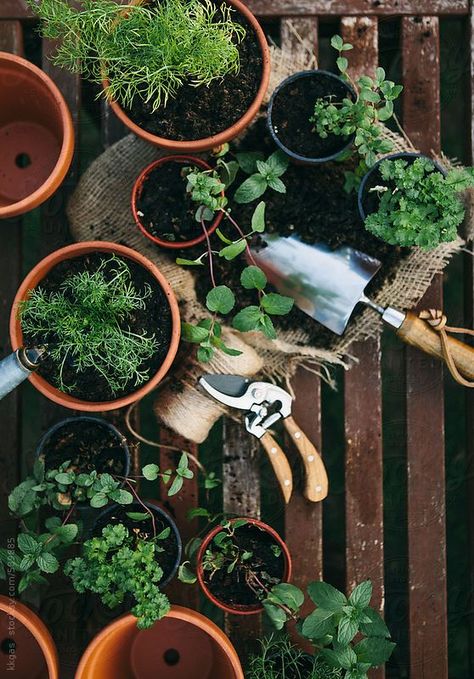 🌿 Embracing the power of nature with my herb garden! 🌱 Today, I'm sharing all about the incredible benefits of cultivating your own herbs. From soothing teas to healing tinctures, these plants are not only a delight for the senses but also packed with health benefits. Whether you have a sprawling backyard or a small balcony, these herbs thrive anywhere and can even be grown in pots. Remember to give them their own space, though—they love to spread out! Plants And Gardening, Garden Photography, Plant Mom, Planting Herbs, Kitchen Garden, Terracotta Pots, Shade Garden, Permaculture, Dream Garden