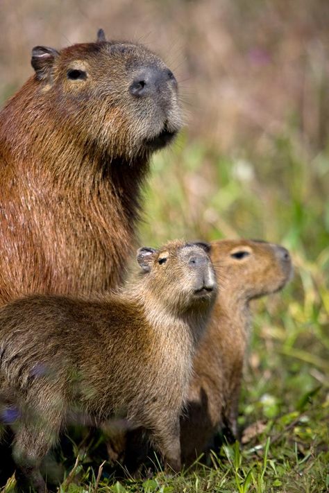 Amazon Forest Animals, South American Animals, Amazonas Aesthetic, Brazil Wildlife, Capybara Tattoo, Aesthetic Capybara, Capybara Cake, Amazon Wildlife, Capybara Aesthetic