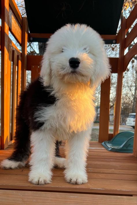 Sheepdog Aesthetic, Old English Sheep Dog, Martha My Dear, English Sheepdog Puppy, Old English Sheepdog Puppy, Sheepdog Puppy, Character Collage, Good Dog, English Sheepdog