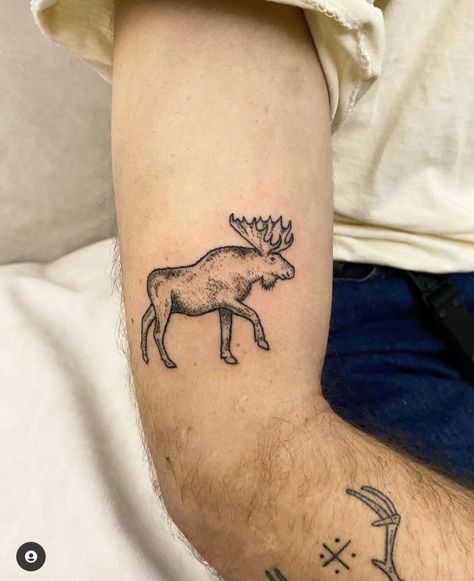 This but female and slightly different style Traditional Tattoo Art Animal, Marmot Tattoo, Moose Tattoo Small, Moose Tattoo For Women, Yellowstone Tattoo, Moose Tattoos, Armadillo Tattoo, Calgary Tattoo, Kangaroo Tattoo