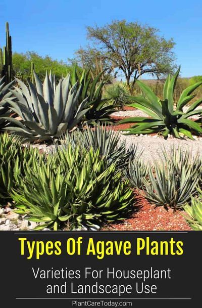 There are many shapes, sizes and types of Agave plants homeowners can grow in the landscape or home, some lare perfect as potted specimens [LEARN MORE] Agave Plant Landscaping, Types Of Cactus Plants, Blue Agave Plant, Agave Plants, Arizona Landscape, Cactus Types, Border Plants, Blue Agave, Agave Plant