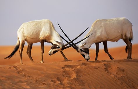 Arabian Oryx, Desert Environment, Out Of Africa, Endangered Animals, Desert Plants, Reptiles And Amphibians, Wildlife Animals, Weird Animals, Beautiful Creatures