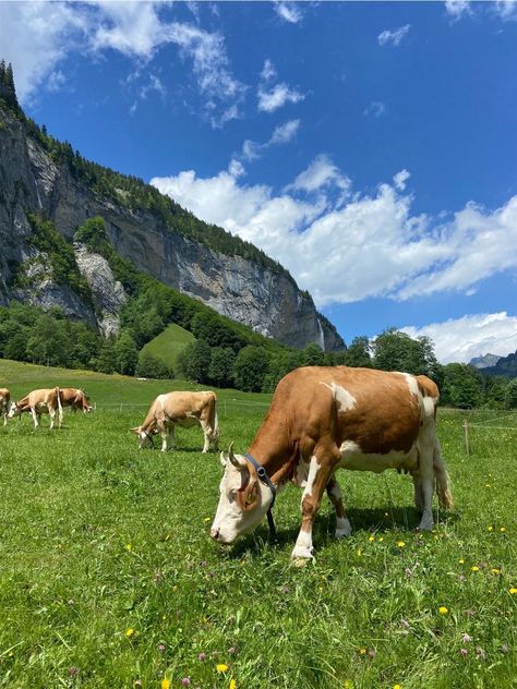 Cows In Switzerland, Switzerland Cows, Swiss Countryside, Europe 2024, Scenic Pictures, Saraswati Goddess, Moo Moo, Beautiful Hikes, Good Morning Image Quotes