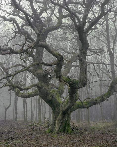 Alter Baum Boom Kunst, Ancient Trees, Belle Nature, Foggy Forest, Kunst Inspiration, Old Tree, Old Trees, Unique Trees, Tree Photography