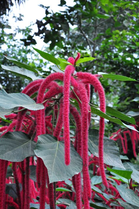 Acalypha Plant, Acalypha Hispida, Chenille Plant, Alien Plants, Identify Plant, Sensory Garden, Charming Garden, Plant List, Hanging Flowers