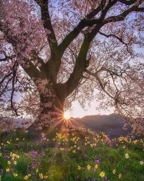 Rosina on Twitter: "Good morning dear friends. Have a happy day!💛… " Sunrise Spring, Spring Magic, Spring Scenery, Spring Tree, Morning Sunrise, Nature View, Spring Nature, Spring Aesthetic, Blossom Trees