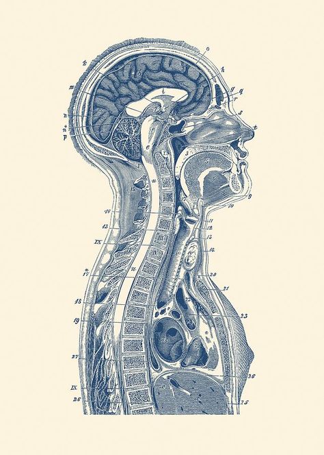 Brain Diagram Anatomy, Anatomy Of Brain, Brain Diagram, Brain Poster, Medical School Life, Blue Drawings, Medical Student Motivation, Nurse Aesthetic, Heart Anatomy