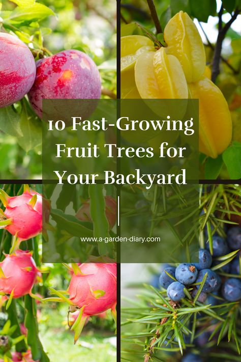 Looking to enjoy fresh fruit sooner? Explore these 10 Fast-Growing Fruit Trees for Your Backyard that promise delicious harvests in just a few years. From dwarf apple trees to vibrant peach and plum varieties, these choices are ideal for home gardeners who want a productive and beautiful yard. Perfect for small spaces or larger landscapes, these trees add beauty while delivering nutritious, homegrown fruit. Transform your garden into a fruitful oasis with these rapid growers! #FruitTrees Columnar Fruit Trees Small Gardens, Backyard Fruit Orchard, Fruit Trees Backyard Design, Landscaping With Fruit Trees, Fruit Trees Garden Design, Fast Growing Fruit Trees, Dragon Fruit Tree, Small Fruit Trees, Plum Varieties