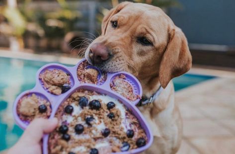 Yummy Lick Mat Recipes: Mix & Match Dog Lick Mat Recipes, Lick Mat Recipes, Dog Lick Mat, Slow Eating, Dog Wellness, Pet Resort, Dog Enrichment, Dog Exercise, Mental Stimulation