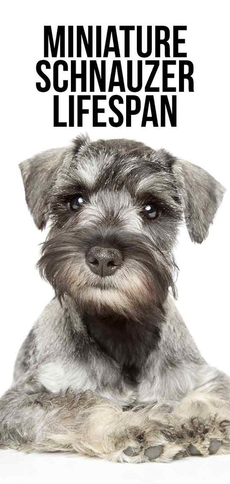 Miniature Schnauzer Lifespan - How Long Will Your Dog Live? Female Schnauzer Haircut, Snorkie Dog, Mini Snauzers, Mini Schnauzer Grooming Haircuts, Schnauzer Grooming Styles, Schnauzer Haircut Hairstyles, Miniature Schnoodle, Miniature Schnauzer Haircut, Black Mini Schnauzer