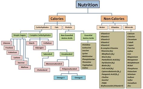 Flow Chart: Macronutrients & Micronutrients. Protein Water, Health Chart, Nutrition Chart, Nutrition Sportive, Nutrition And Dietetics, Holistic Nutrition, Nutrition Education, Nutrition Information, Nutrition Tips