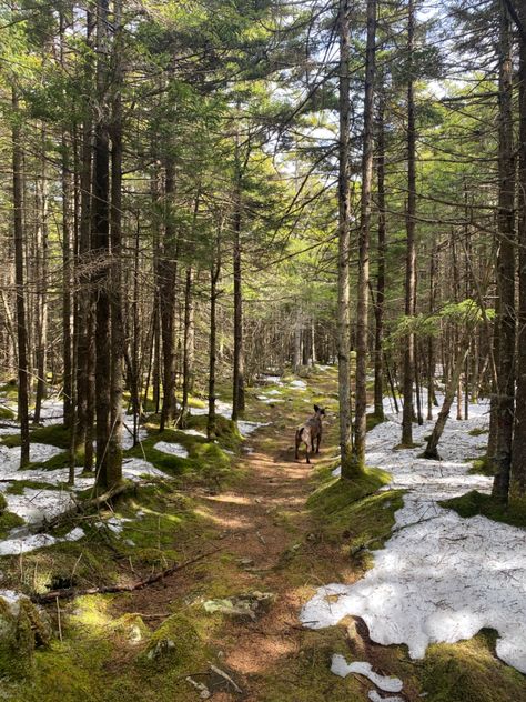 Early Spring Wedding, Spring Hiking, Spring Forest, Cold Spring, Spring Mood, Bright Spring, Spring Photography, Earth From Space, Spring Aesthetic