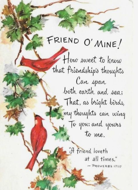 Cardinal Birds Meaning, Birds Meaning, Cardinal Meaning, Ladybug Meaning, Animal Expressions, Friendship Thoughts, Cardinal Decor, Things Quotes, Red Cardinal Bird