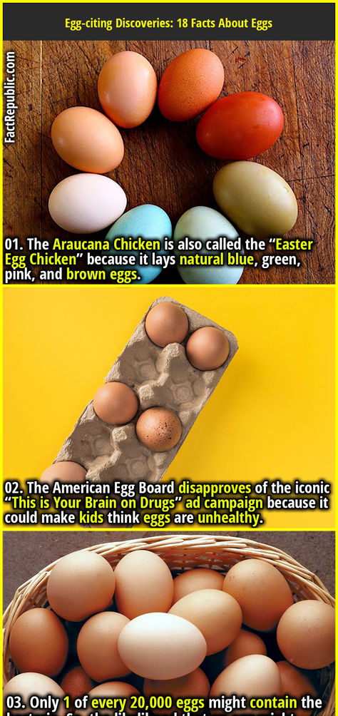 01. The Araucana Chicken is also called the “Easter Egg Chicken” because it lays natural blue, green, pink, and brown eggs. Araucana Chickens, Egg Facts, Cichlid Fish, Youtube Facts, Egg Yellow, Old English Words, Fact Republic, Bizarre Facts, Brown Eggs