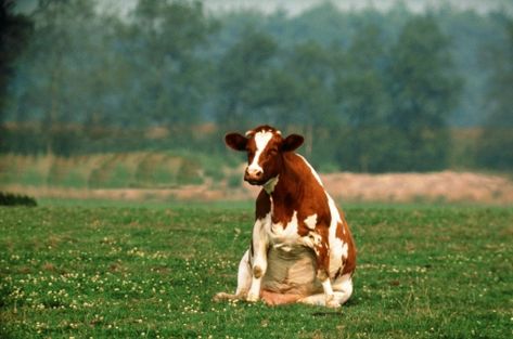 Just some cows sitting like dogs - Album on Imgur Cows Sitting, Cow Sitting, Cow Photos, 동화 삽화, Fluffy Cows, Cow Pictures, Baby Cows, Cow Art