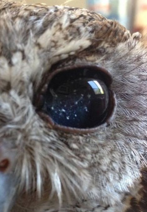 Zeus the blind rescue owl Zeus The Blind Owl, Blind Eyes Aesthetic, Blind Owl, Blind Eyes, Owl Eyes, Magic Powers, Strange Places, Dnd Characters, His Eyes