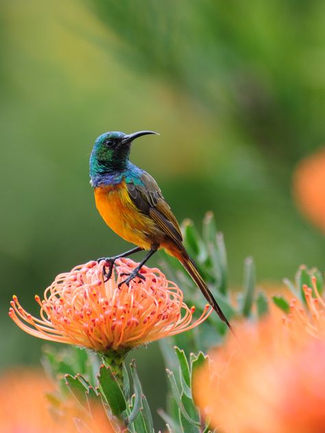 https://flic.kr/p/9kUgDD | Orange-breasted Sunbird Pincushion Protea, Unique Birds, Most Beautiful Birds, Kinds Of Birds, Bird Watcher, Colorful Bird, All Birds, Exotic Birds, Bird Pictures