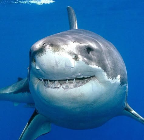 GREAT WHITE SHARK Deep Blue Shark, Shark Pfp, Silly Sharks, Happy Shark, Shark Photos, Shark Pictures, Shark Drawing, Beautiful Sea Creatures, Cute Shark