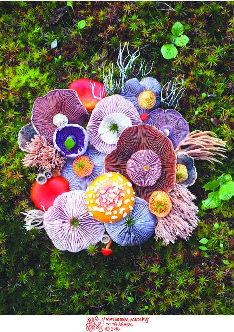 Jill Bliss, Plant Fungus, Mushroom Fungi, Foto Tips, Mushroom Art, Natural Forms, Patterns In Nature, In The Woods, Botany