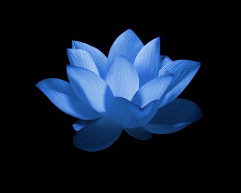 Lotus Wallpaper Iphone, Blue Lotus Wallpaper, Flor Tattoo, Lotus Flower Wallpaper, Lotus Wallpaper, Lotus Flower Pictures, Y2k Icons, Blue Aesthetic Dark, Lotus Flower Art