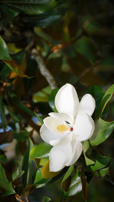 Magnolia Wallpaper Iphone, Magnolia Flower Wallpaper, Flower Magnolia, Magnolia Wallpaper, Southern Magnolia, Instagram Background, White Magnolia, Magnolia Trees, Flowers Wallpapers