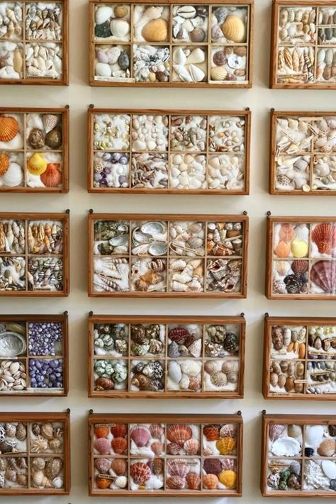 glazed fronted boxes Soho House Berlin, Seashell Display, Shell Display, Shells Diy, Homes Interior, Printers Tray, Shell Collection, Shell Decor, Black Book