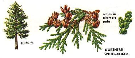 Northern white cedar Cedar Tree Drawing, Cedar Tattoo, White Cedar Tree, Cedar Branch, Northern White Cedar, Cedar Tree, White Cedar, Cedar Trees, Plant Identification