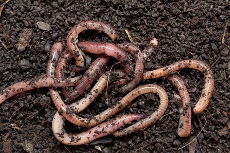 Why Your Soil Needs Earthworms, and 5 Ways to Attract Them to Your Garden | The Seed Collection Cacing Tanah, Meal Worms, Black Soil, Worm Castings, Red Worms, Soil Texture, Fun Facts About Animals, Worm Composting, Worm Farm