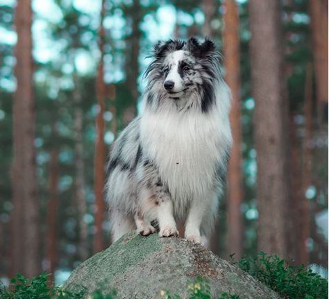 15 Facts Shetland Sheepdog Owners Should Be Prepared For | The Paws Sheepdog Breeds, Puppy Tips, House Pets, Akc Breeds, Sheltie Dogs, Shetland Sheep, Dog Haircuts, Dog Things, Crazy Dog Lady