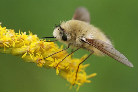 Anastoechus nitidulus, the teddy bear of the insect world - Imgur Bee Fly, Tortoise Beetle, Cool Insects, Cool Bugs, Nature Art Prints, Garden Animals, Tiny Bird, Beautiful Bugs, Arthropods