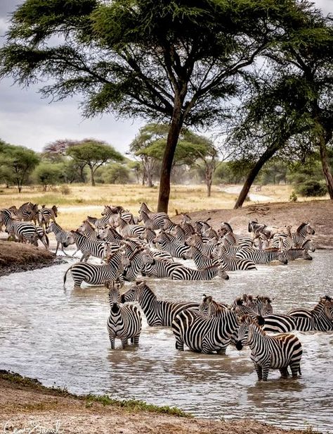 ♔ L'Afrique ♔ Africa Serengeti National Park Tanzania, Serengeti Aesthetic, Serengeti Photography, Tanzania Aesthetic, Tanzania Serengeti, Tanzania National Parks, African Wildlife Photography, Serengeti Tanzania, Africa Photography