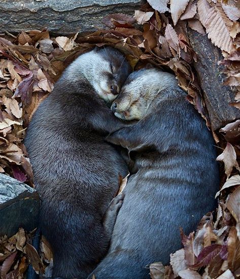 Us As Animals, Scotland Animals, Cuddling Animals, Animals Cuddling, Animals In Love, Baby Sea Otters, Otters Holding Hands, Animals Kissing, Significant Otter