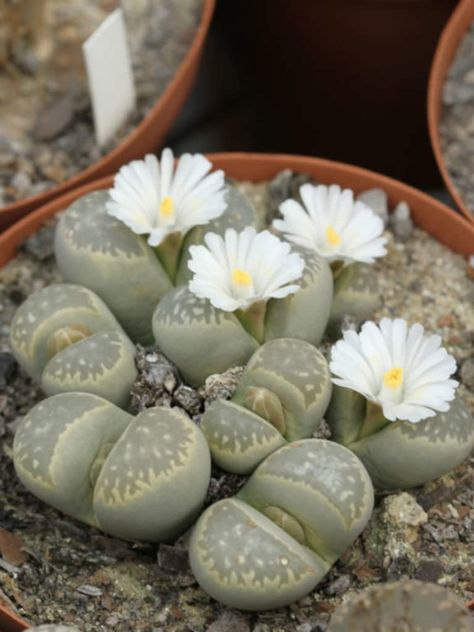 Lithops Succulents, Kaktus Dan Sukulen, Blooming Succulents, Flowering Succulents, Stone Plant, Plant Fungus, Growing Succulents, Succulent Gardening, Unusual Plants