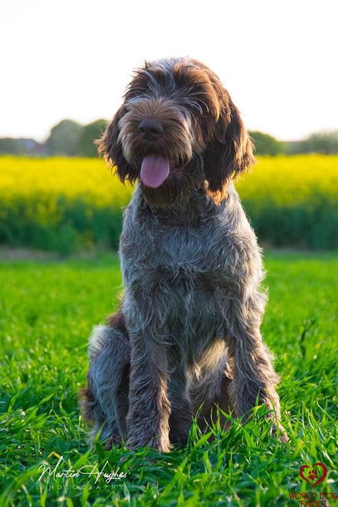 The Spinone Italiano is a medium-to-large Italian-bred dog breed whose main purpose was assisting hunters and hunting waterfowl. Today, most of these dogs are family pets and companions that absolutely love playing and all sorts of other activities. The Spinone has enough energy to keep up with the most active families out there and that is the type of life that suits them best. #spioneitaliano #spione Italian Spinone Dog, Italian Spinone Puppy, Italian Dog Breeds, Spinone Italiano Dogs, Dogs Types, Medium Dog Breeds, Italian Spinone, Dog Reference, Spinone Italiano