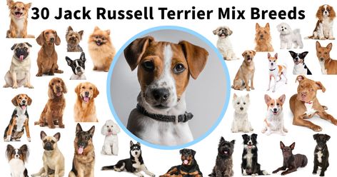 Jack Russell Terrier Mixes [30 JRT Mixed Breeds w/ Pictures] Jack Russell Mixed Breeds, Jack Russell Terrier Mix Dogs, Best Family Dogs, Terrier Mix Breeds, English Terrier, Jack Russell Mix, Rat Terrier Dogs, Jack Russell Terrier Mix, My Pet Dog