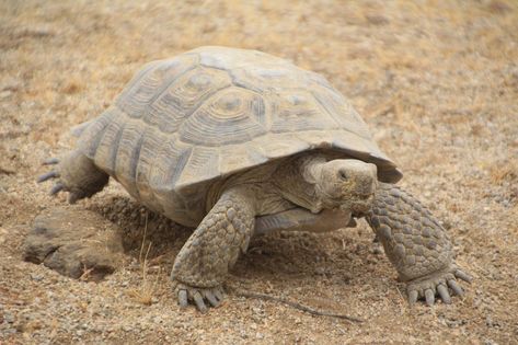 Pancake Tortoise, Tortoise Care, Tortoise Habitat, Desert Tortoise, Galapagos Tortoise, Giant Tortoise, Desert Animals, Mojave Desert, Sonoran Desert