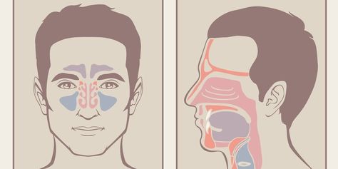 Try it! Throat Anatomy, Clear Sinuses, Clear Your Sinuses, Sinus Remedies, Sternocleidomastoid Muscle, Maxillary Sinus, Sinus Cavities, How To Clear Sinuses, Sinus Pain