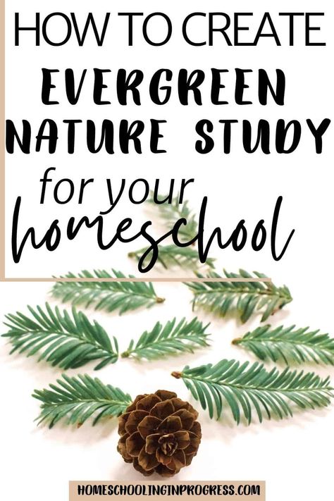 Pinecone Unit Study, Tree Nature Study, Pinecone Experiments For Kids, Winter Nature Study, Winter Homeschool Activities, Pinecone Activities, Winter Nature Crafts, Tree Unit Study, Nature Schooling