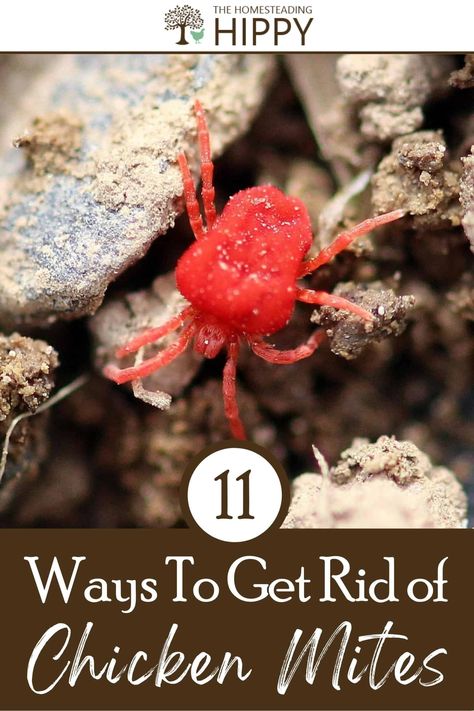 Chicken mites are pesky pests that will affect your chickens and may be hard to get rid of - unless you try out my strategies and tips. #chickens #mites #pests Mites On Chickens, Chicken Mites, How To Treat Lice, Get Rid Of Spiders, Chicken Home, Dust Bath, Backyard Chicken Farming, Red Chicken, Coops Diy