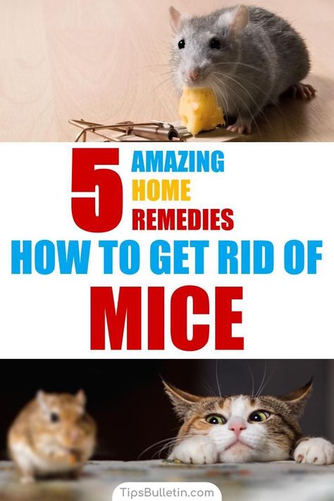 How to get rid of mice - 5 awesome home remedies. With detailed tips and recipes on how to find an infestation in your garage, attic, walls or anywhere around the house. Includes fast working, natural remedies you have already at home. Mouse Deterrent, Mice Infestation, Getting Rid Of Rats, Rodent Repellent, Mice Repellent, Getting Rid Of Mice, Camper Hacks, Mouse Traps, Deep Cleaning Tips