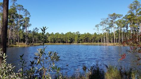 Enjoy this small loop to Blue Spring through the forests of southern Alabama. Near Andalusia, Alabama. Andalusia Alabama, History Background, Clear Spring, Blue Spring, Forest Service, Hiking Trail, Blue Springs, Life Well Lived, Andalusia