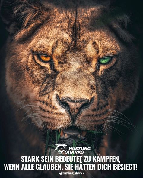 Stark sein bedeutet zu kämpfen, wenn alle glauben, sie hätten Dich besiegt! Sprüche / Zitate / Quotes / Motivation / tiefgründig / Erfolg / Inspiration / motiviert / Ziele / Leben / Freude / Optimismus / Löwe #HustlingSharks #Sprüche #Spruch #Motivation #Inspiration Lion Couple, Lion Quotes, Hacker Wallpaper, Lion Images, Motion Graphics Inspiration, Stark Sein, Romantic Songs Video, Beautiful Photos Of Nature, Daily Photo