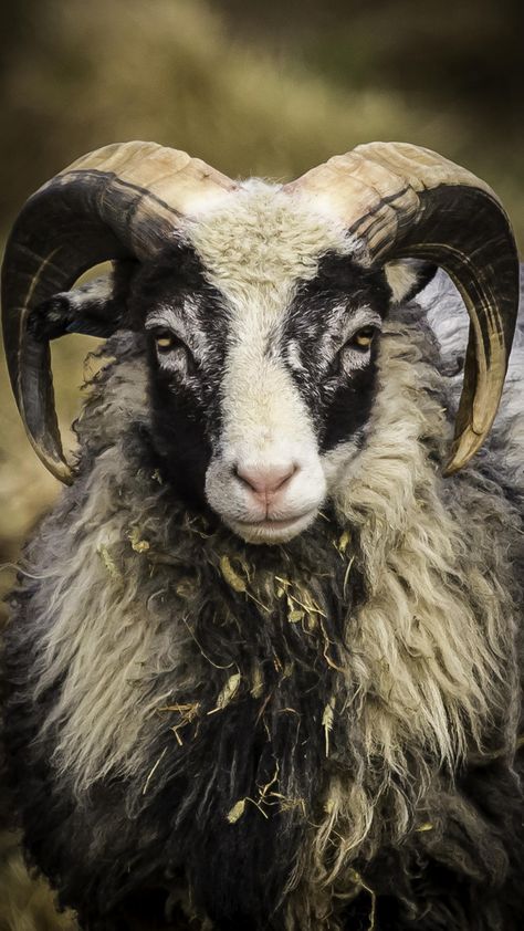 Wildlife Animals Amazing Photos, Wild Sheep, Photo Animaliere, Sheep Breeds, Animal Study, Pretty Animals, Arte Inspo, Silly Animals, Arte Horror