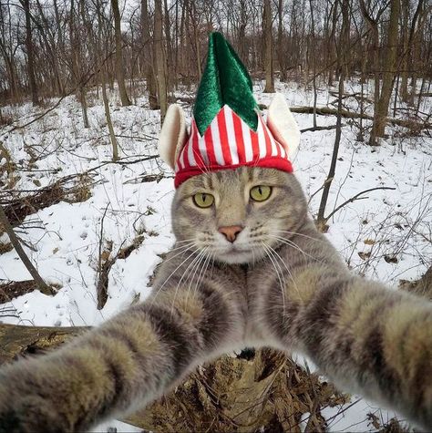 Manny The Selfie Cat on Instagram Christmas Profile Pictures, Selfie Cat, Elf Cat, Cat Selfie, Cat Photos, Cat Icon, Instagram Funny, Funny Cute Cats, Beautiful Cat