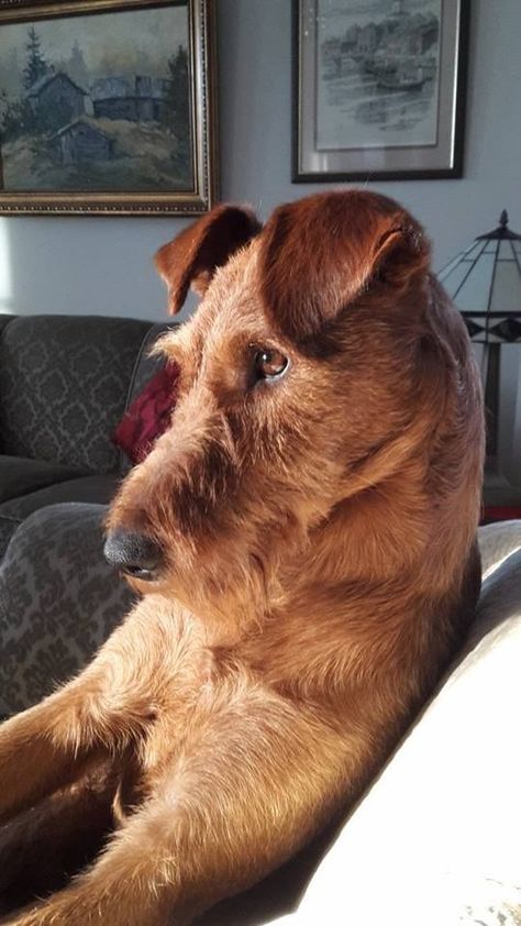 Irish Terrier Puppies, Unique Dog Breeds, Therapy Dog, Irish Terrier, Terrier Breeds, Wire Fox Terrier, Room Window, Airedale Terrier, Fox Terrier